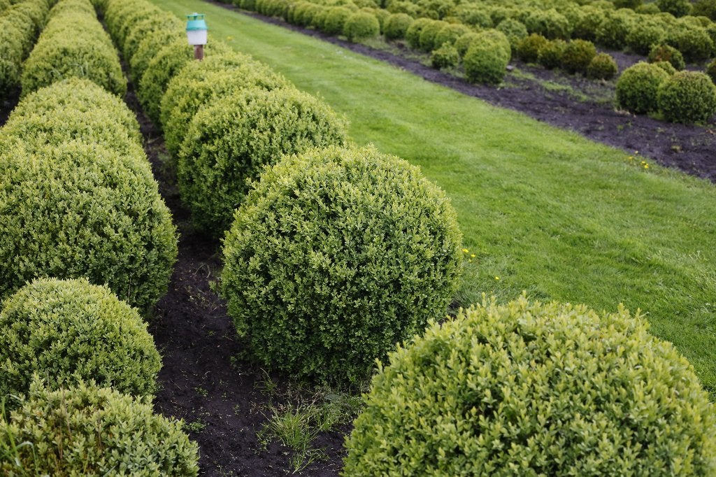 Buxus bollen - Diverse maten beschikbaar, Ophalen, Buxus, Struik, Minder dan 100 cm