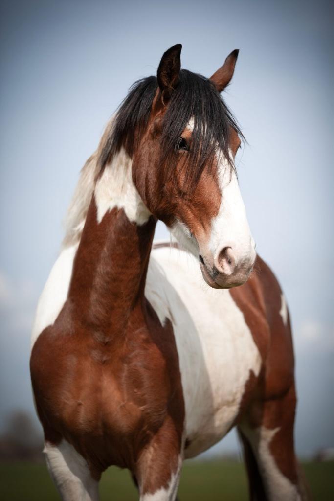 Te koop Lieve en Prachtig getekende grote ruin, Dieren en Toebehoren, Paarden, Met stamboom, Ruin, Dressuurpaard, 0 tot 2 jaar