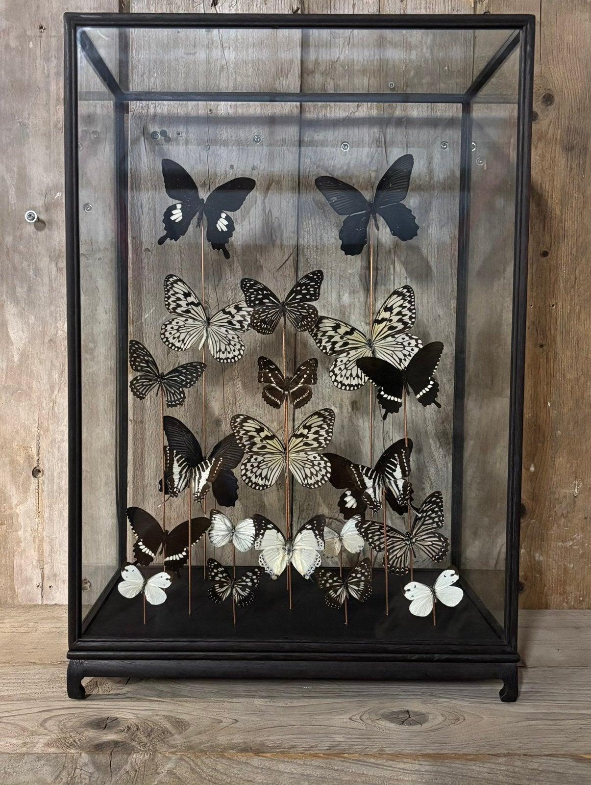 Mooie grote vitrine met 22 vlinders!, Ophalen, Nieuw, Insect, Opgezet dier