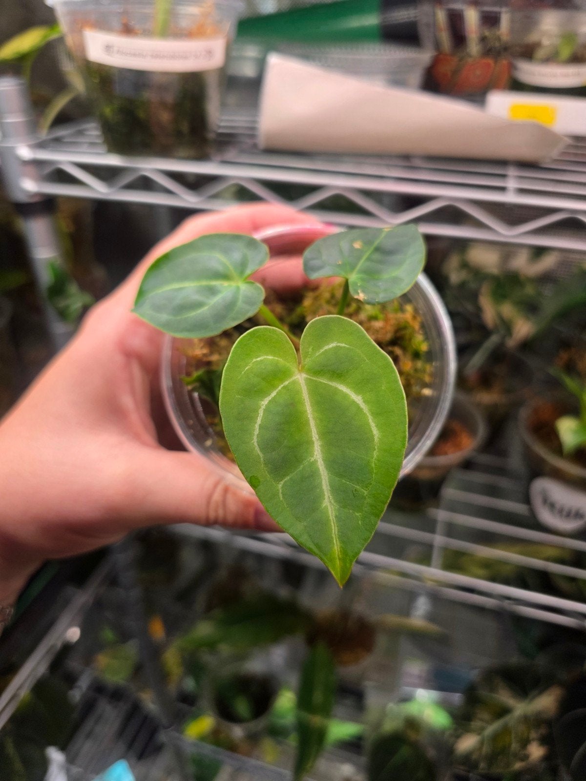 Anthurium antolakii bvep  SALE!, Ophalen of Verzenden, Halfschaduw, Minder dan 100 cm