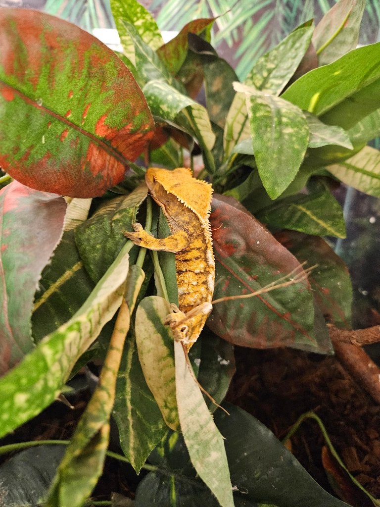 Correlophus ciliatus Wimpergekko's Crested Gecko photo 12