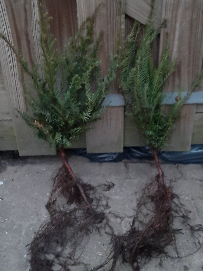 Taxus baccata wortelgoed 30/40 en 40/60cm Venijnboom, Ophalen, Taxus, Haag, Minder dan 100 cm