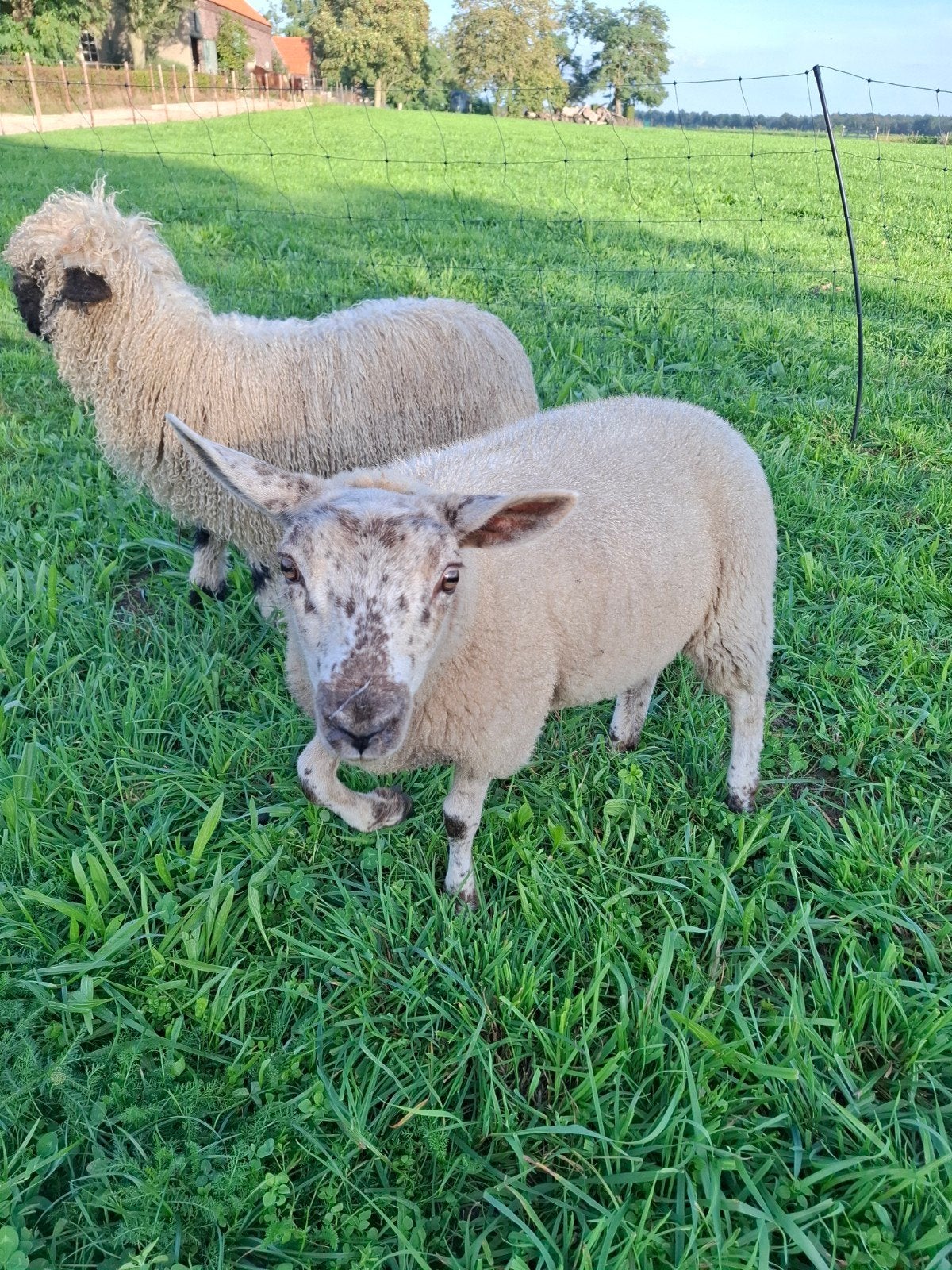 super mooi ooilam tekoop, Vrouwelijk, Schaap