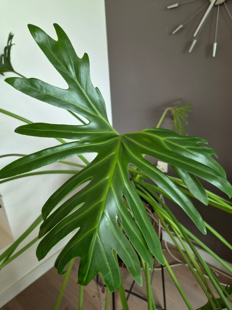 Grote Philodendron Selloum incl. pot en standaard, 100 tot 150 cm, Overige soorten, In pot, Groene kamerplant