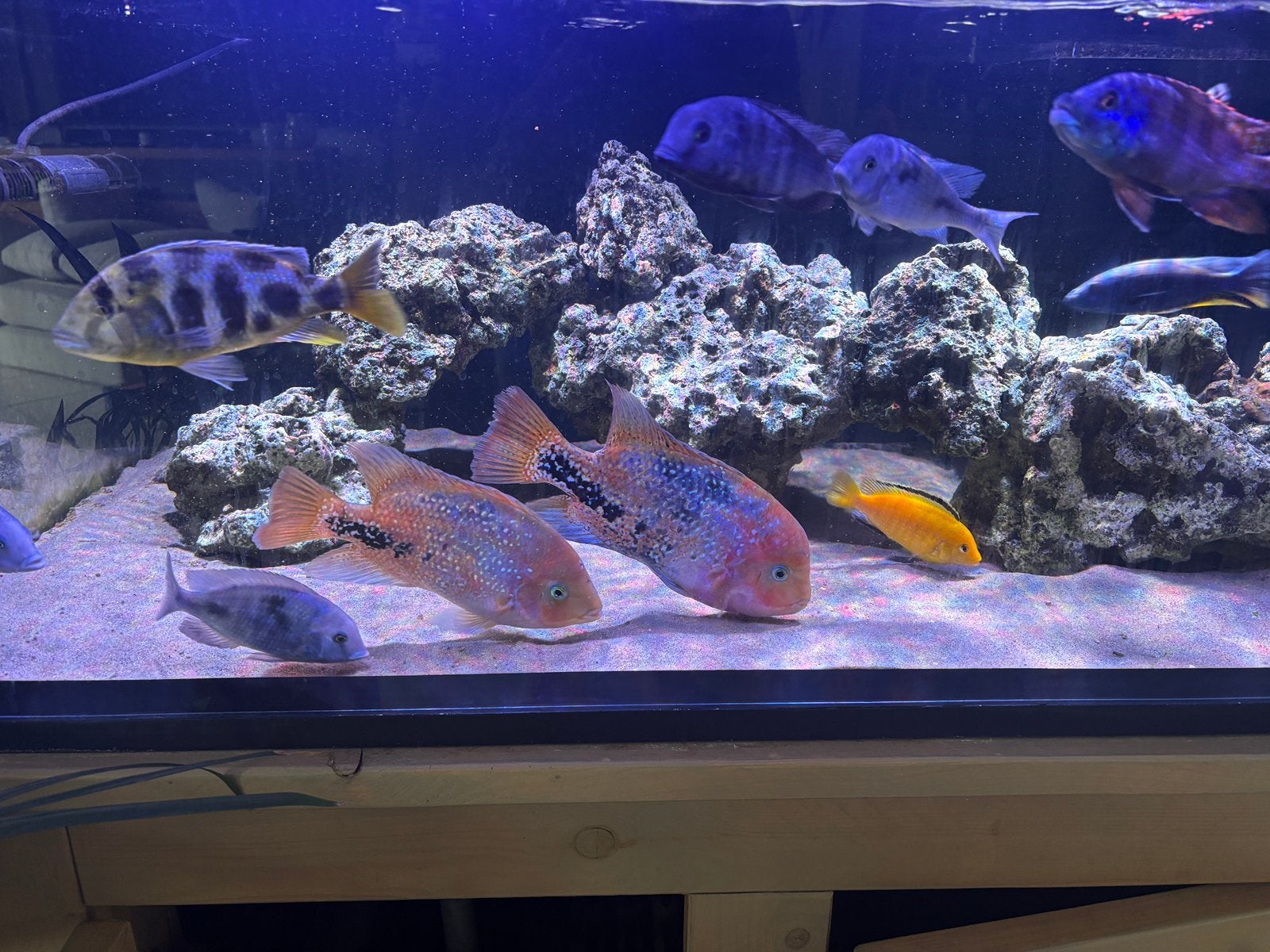 Koppel vieja synspilum blue spotted, Vis
