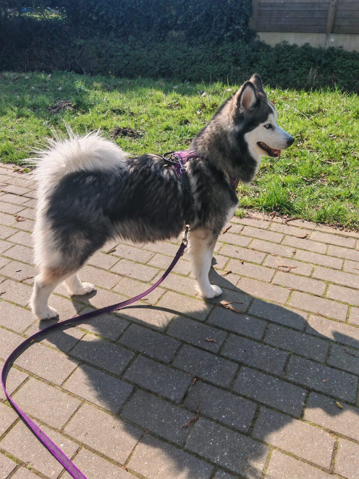 Lieve speelse  Pomsky pup Mini Husky, Parvo, 8 tot 15 weken, Eén hond, Nederland