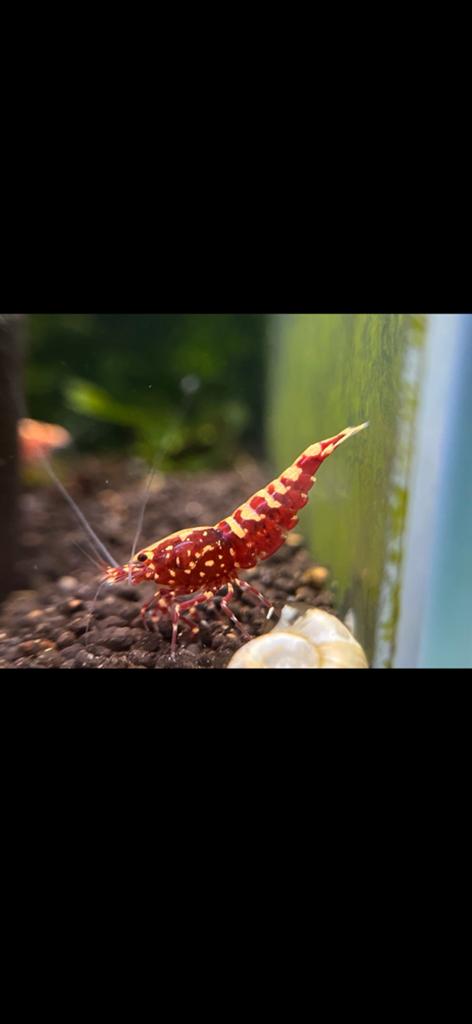 Galaxy Fishbone Snowflake Red rode garnalen. High grade!, Dieren en Toebehoren, Kreeft, Krab of Garnaal