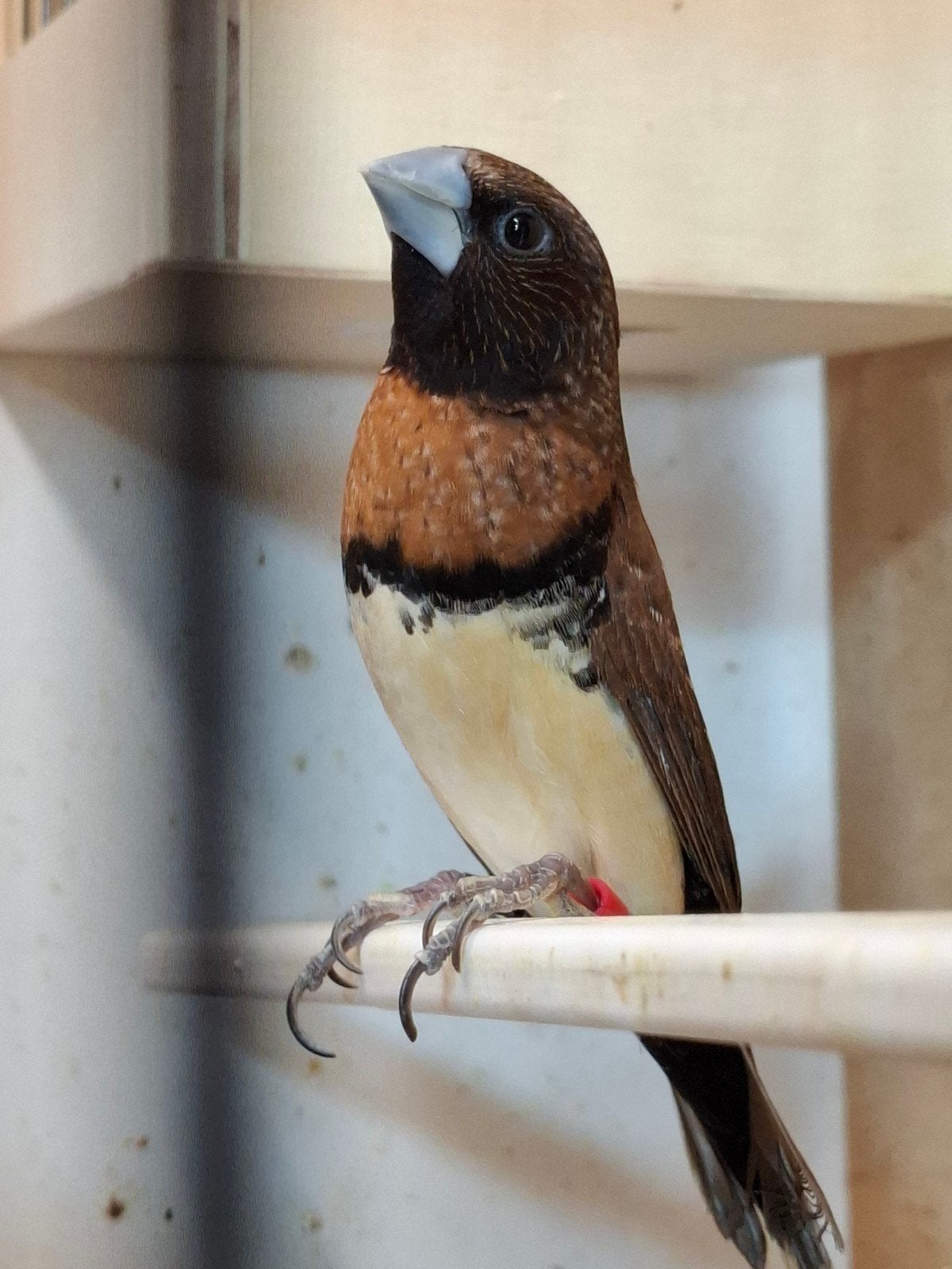 bruinborst rietvink man, Dieren en Toebehoren