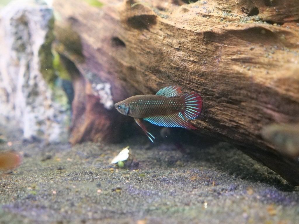Betta Imbellis Wild Nakweek, Dieren en Toebehoren, Vissen | Aquariumvissen, Vis, Zoetwatervis