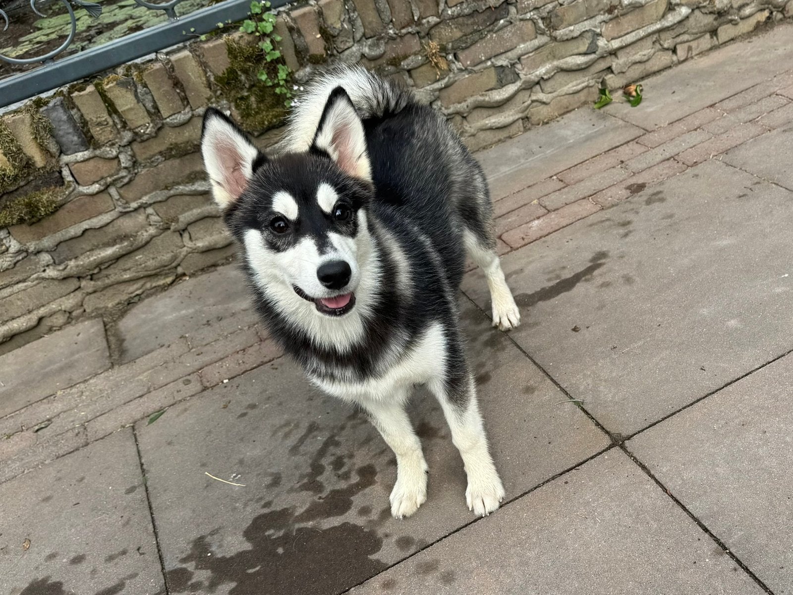 Lieve speelse  Pomsky pup Mini Husky, Dieren en Toebehoren, Honden | Poolhonden, Keeshonden en Oertypen, Parvo, Nederland, 8 tot 15 weken