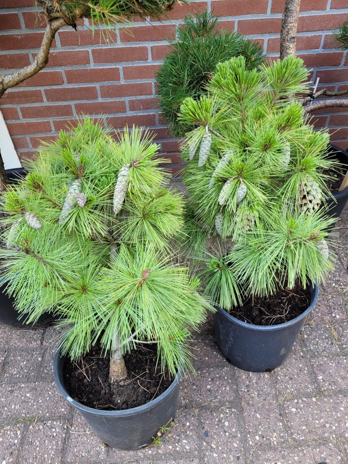 Pinus Schwerinii Wiethorst 60 cm met dennenappels, Ophalen