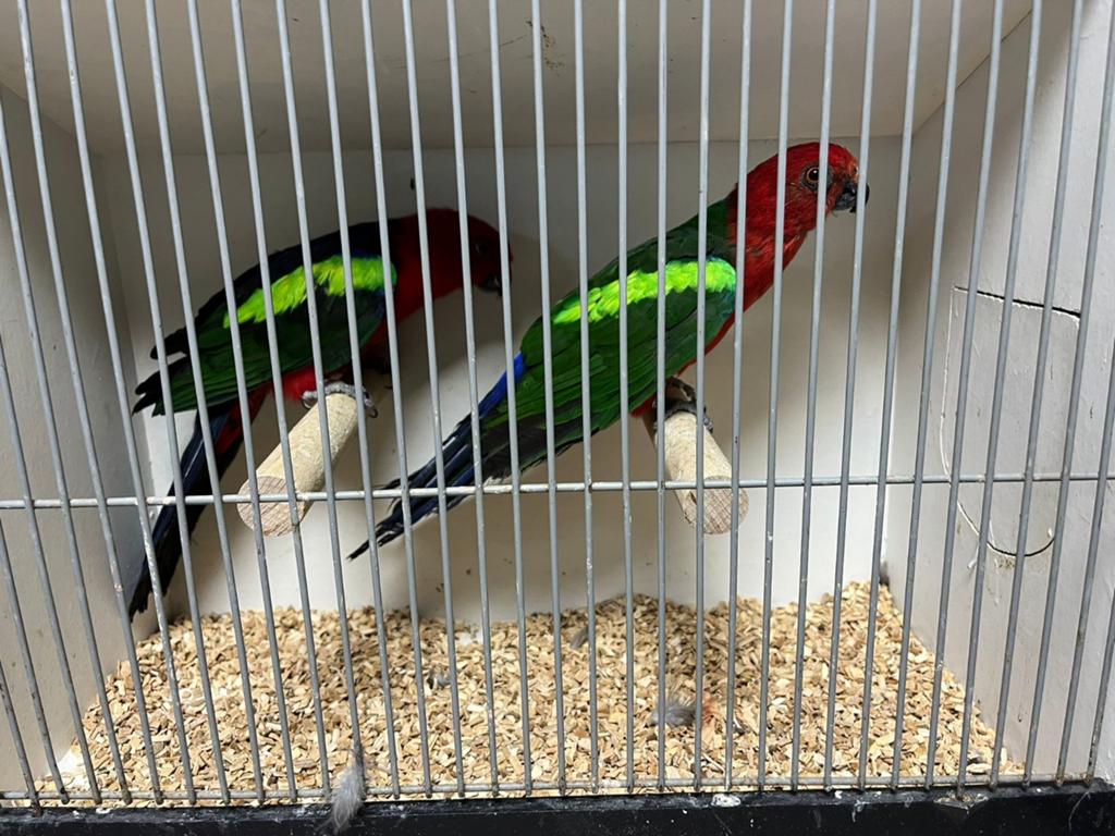 Mooi broedrijp koppel groenvleugel koningsparkieten, Meerdere dieren, Parkiet