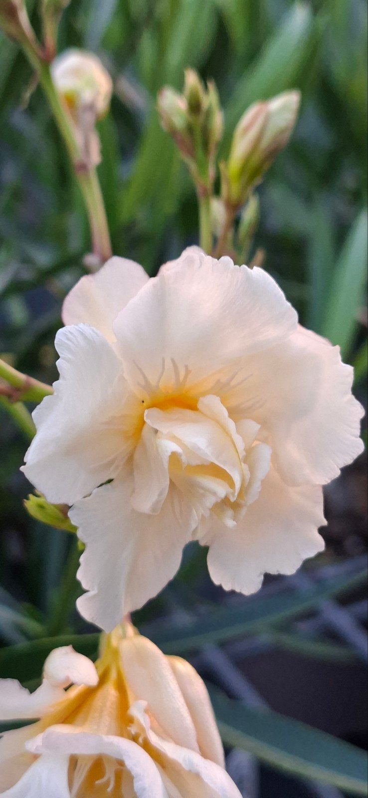 Rozsas Sarga Oleander., Ophalen of Verzenden, Overige soorten, Volle zon