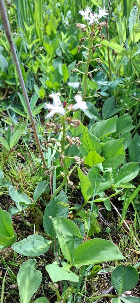 Waterplant moerasplant: gele Lis en waterdrieblad, Tuin en Terras, Ophalen of Verzenden, Gebruikt