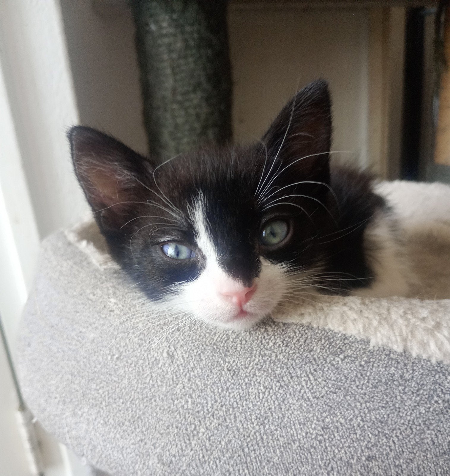 supper lieve aanhankelijke kittens, Kater