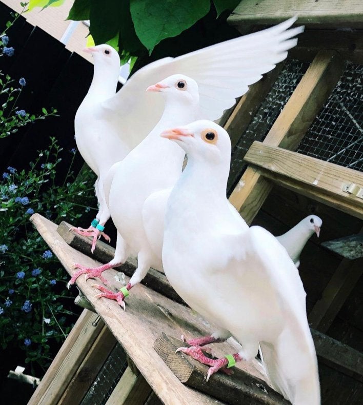 2 witte postduiven duiven bruidsduiven trouwduiven bruiloft, Meerdere dieren, Postduif