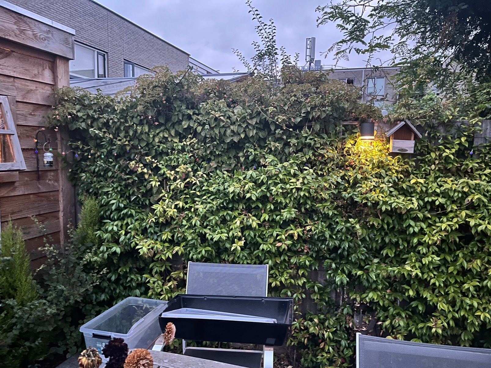 Jasmijn 22 platen, Tuin en Terras, Bloeit niet, Overige soorten, Minder dan 100 cm, Ophalen