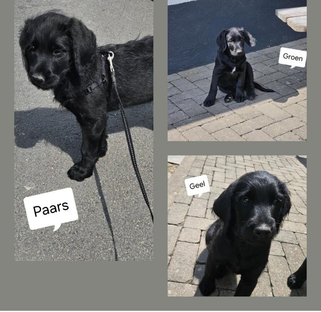 Vandaag 2e enting gehad en gezond verklaar Nog 3 labradoodle, Dieren en Toebehoren, Overige rassen, Meerdere, Meerdere dieren