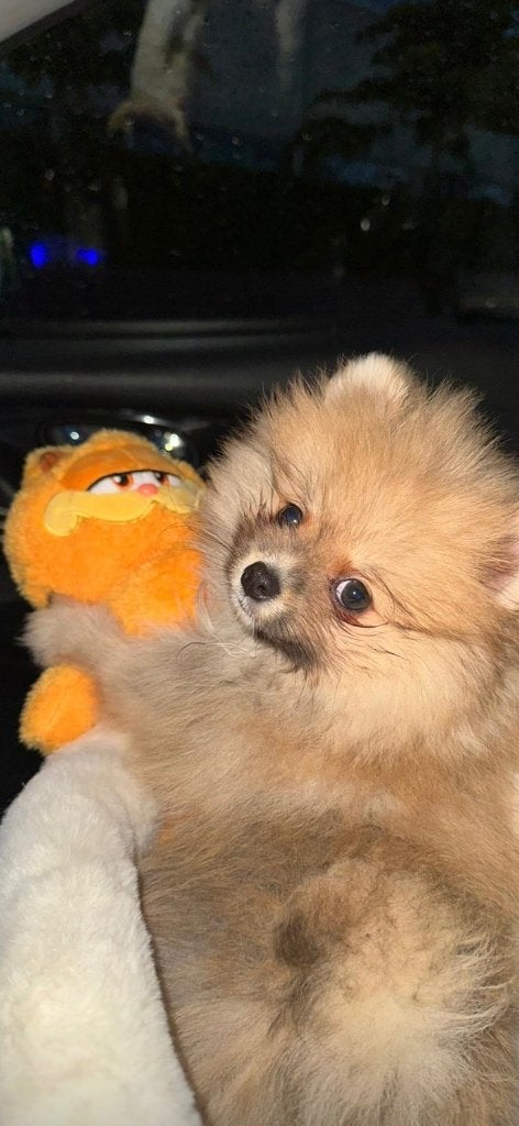 Pomeranian Puppy, België, Particulier, Keeshond, 15 weken tot 1 jaar
