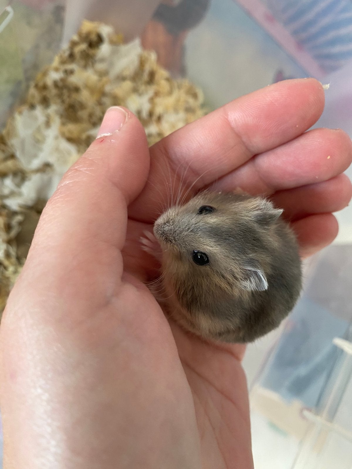 Baby hamster nog 1 beschikbaar, Dieren en Toebehoren, Augustus, Hamster, Tam
