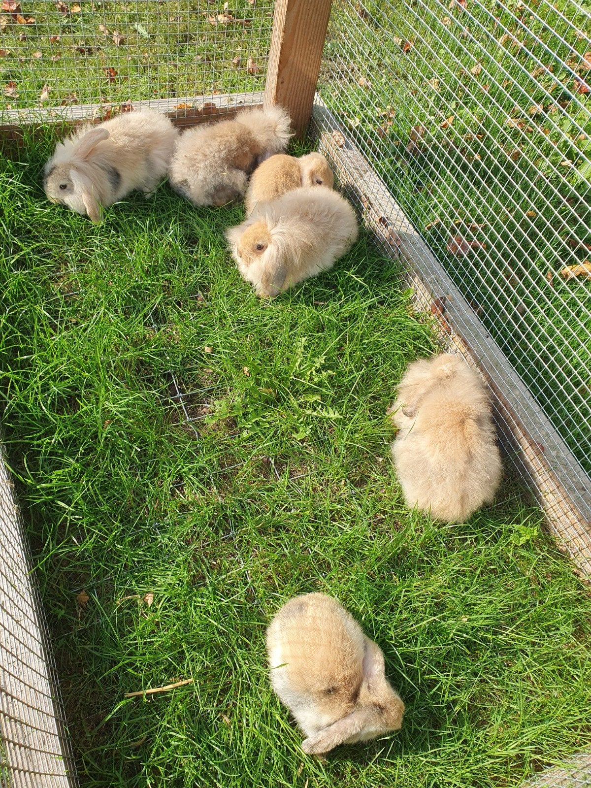 NDH konijntjes, Dieren en Toebehoren, Meerdere dieren, Middelgroot, Hangoor, 0 tot 2 jaar