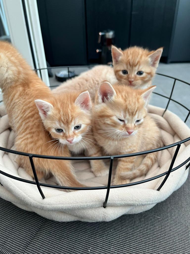Kitten europese korthaar, Ontwormd
