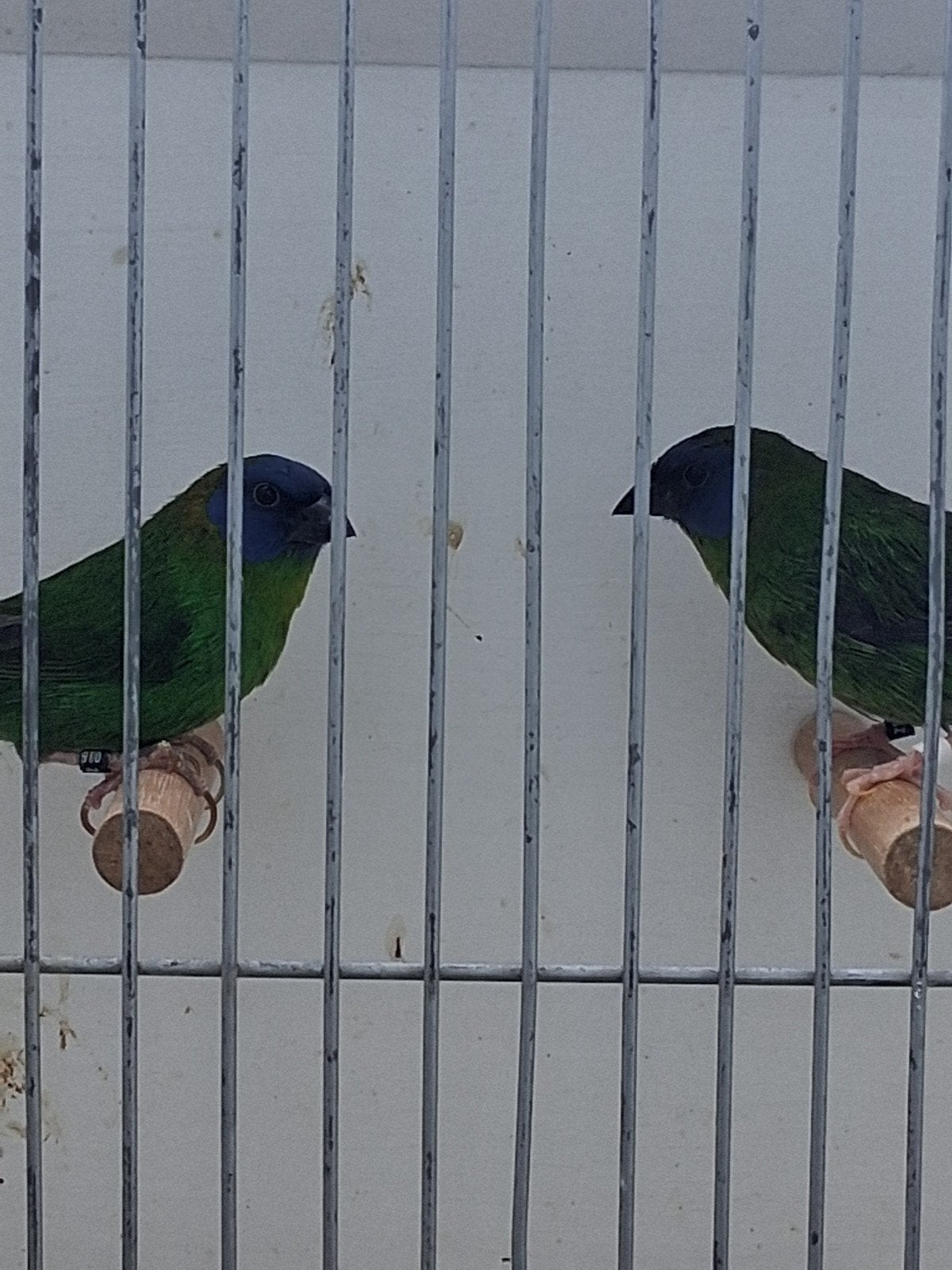 koppel koppel driekleur papagaai amadines van 2025, Meerdere dieren