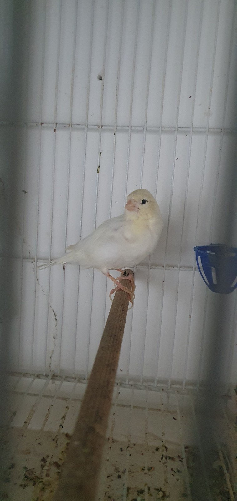 witte man kanarie, Mannelijk, Kleurkanarie