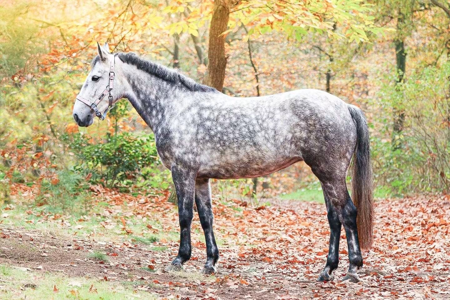 🐴  Leaser gezocht voor connemara pony met potentie!, Dieren en Toebehoren, Ophalen, Overige typen
