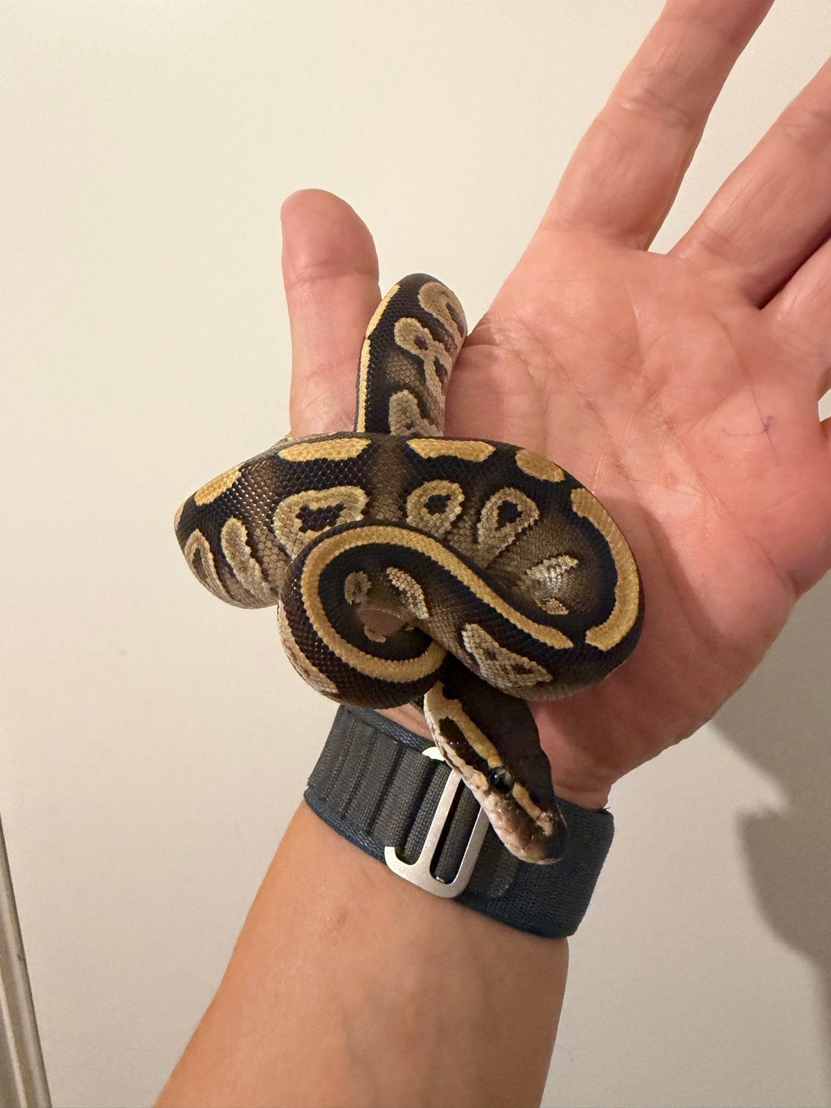 1.0 Ballpython / Regius Ball Python photo 4
