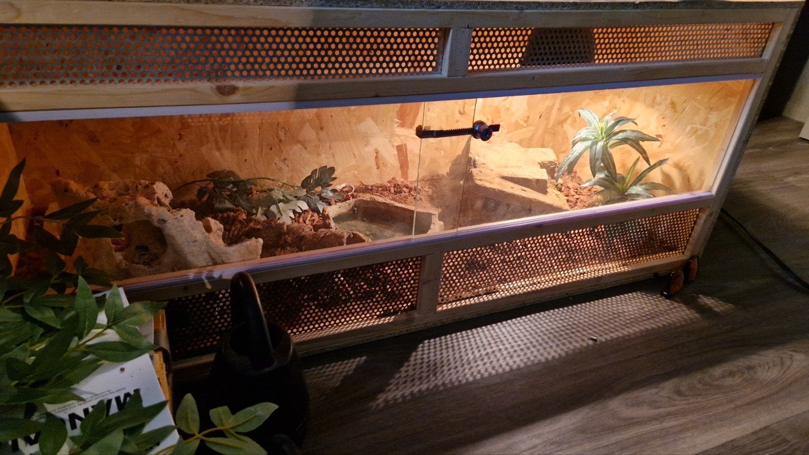 terrarium met rattenslang te koop (2jr) Rat Snake - unknown for sale from Miranda Boks