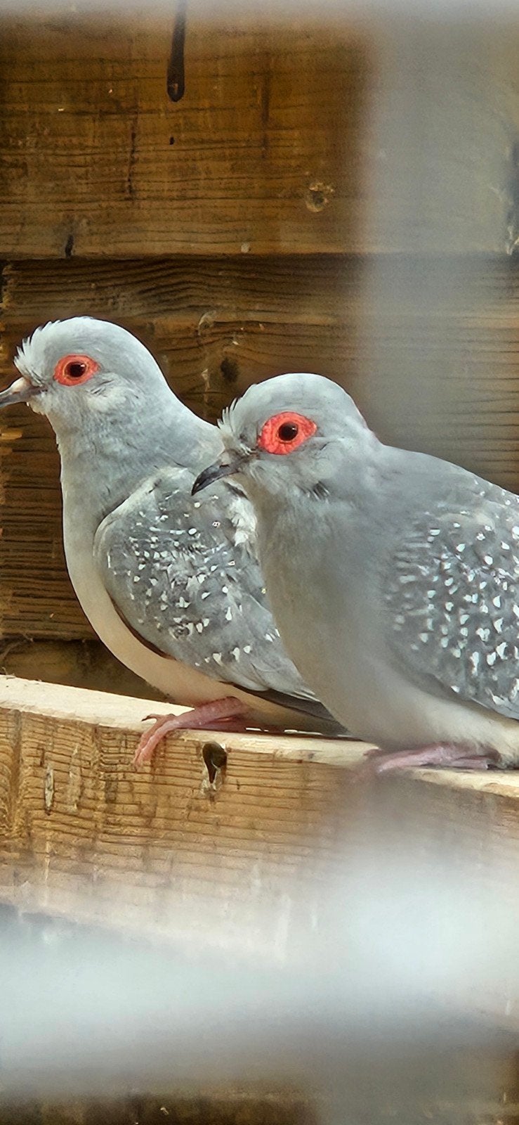 koppel diamantduifjes, Meerdere dieren, Overige soorten