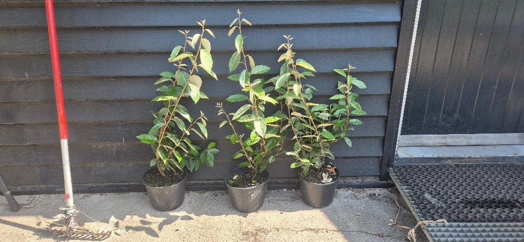 Eleagnus ca50cm, Ophalen, Overige soorten, Struik, Minder dan 100 cm