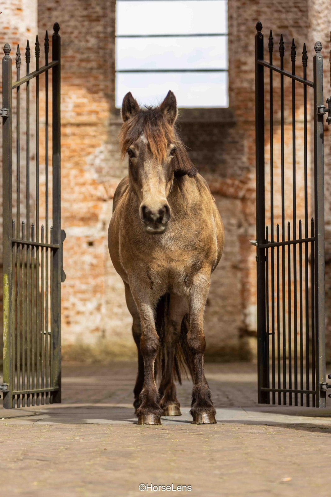 super leuke kinder/familie pony te koop