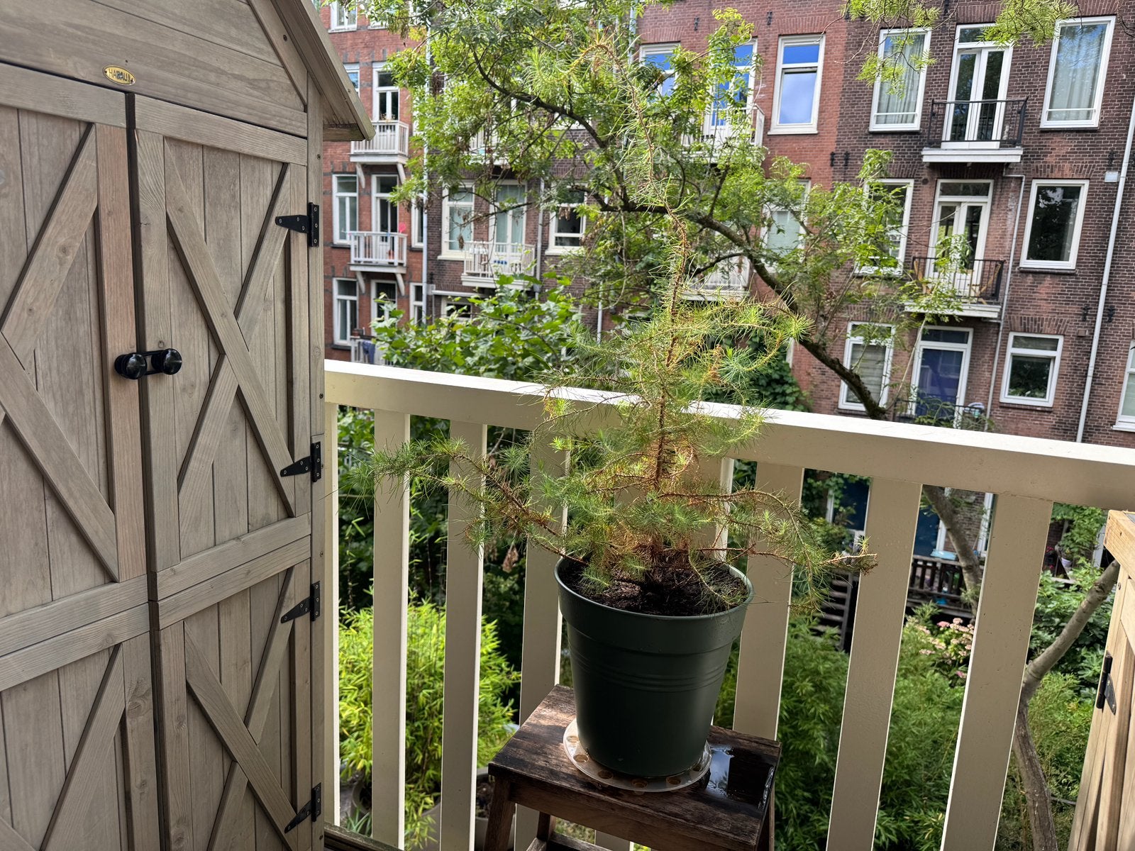 Japanse Ceder (Cryptomeria japonica), Tuin en Terras, Ophalen, Overige soorten, Halfschaduw