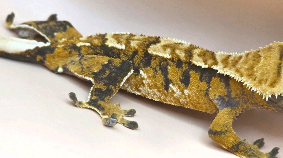 Wimpergekko nk25 Crested Gecko photo 2