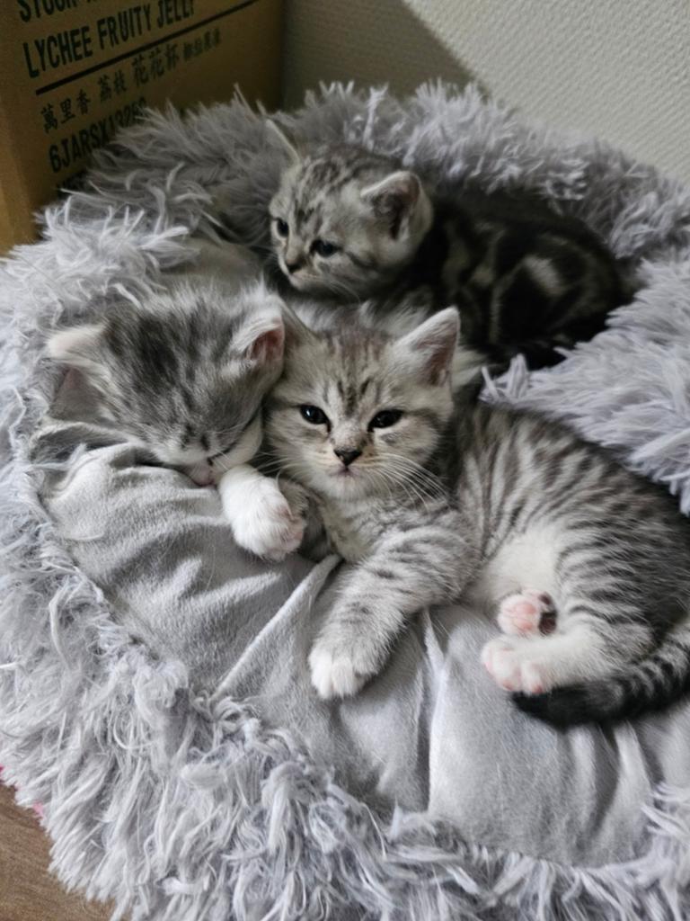 50% Britse korthaar/ 50% Maine Coon kittens, Dieren en Toebehoren, Katten en Kittens | Raskatten | Korthaar