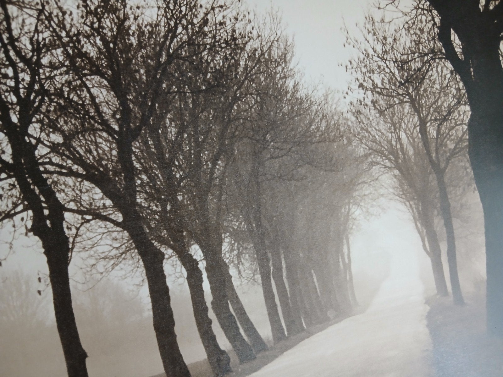 Schilderij: Mysterieuze laan met bomen in de mist, Ophalen, 50 tot 75 cm, Zo goed als nieuw, Schilderij