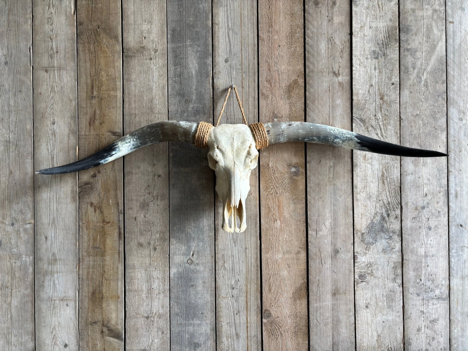 Stoere longhorn schedel!, Ophalen, Nieuw, Overige soorten, Schedel