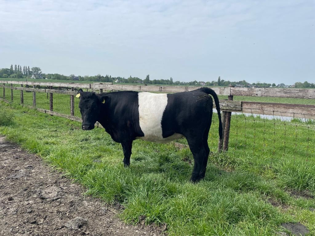 3 lakenvelders te koop, Vrouwelijk, 0 tot 2 jaar