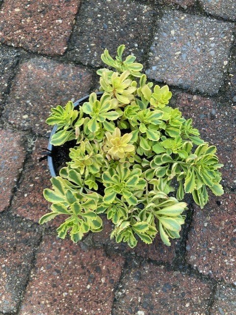 mooie sedum planten te koop 13cm pot, Tuin en Terras, Ophalen of Verzenden, Vaste plant, Overige soorten, Volle zon