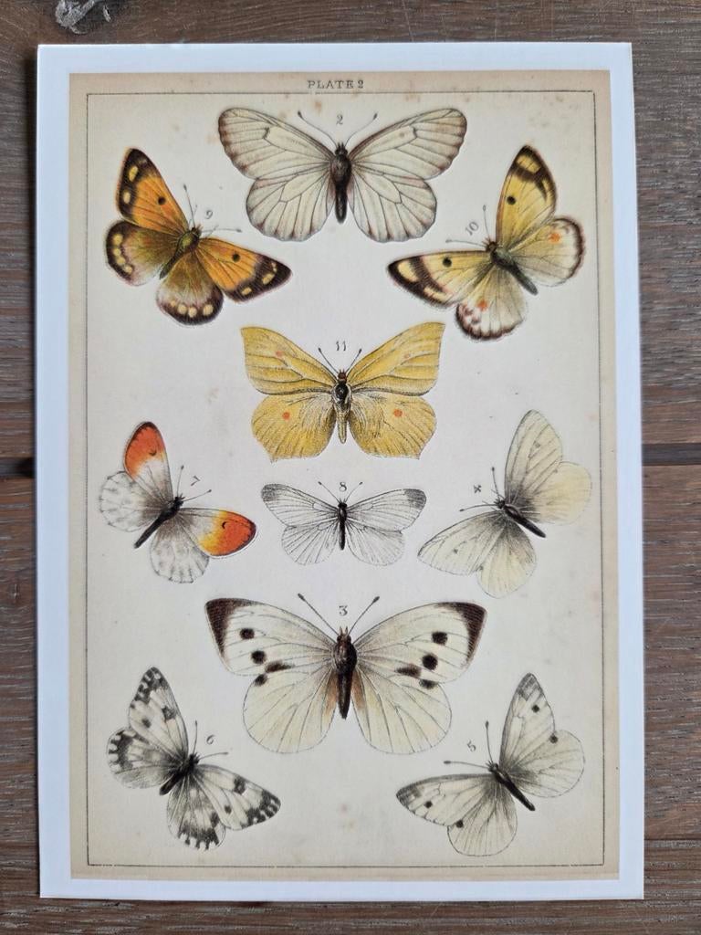 VLINDERS 1, Ophalen, 1960 tot 1980, Overige soorten