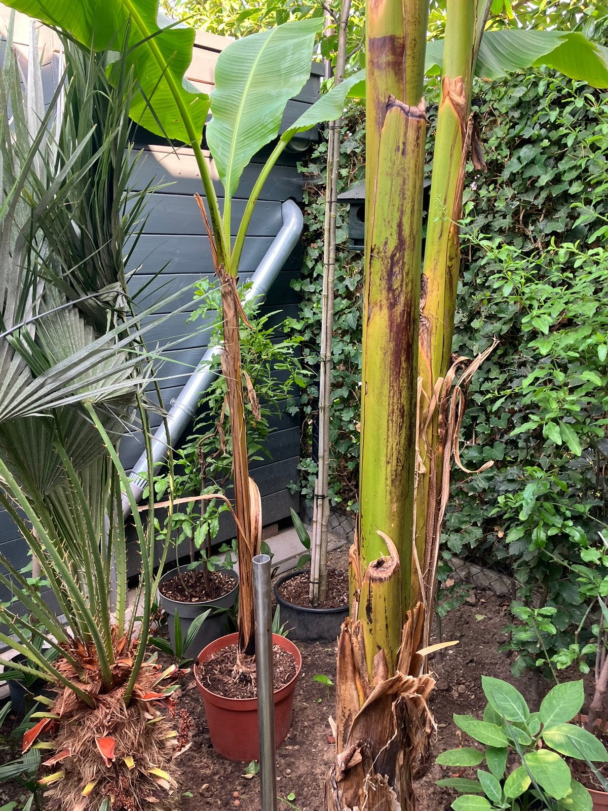 Bananenplant musa basjoo, Tuin en Terras, Ophalen, Overige soorten, Volle zon