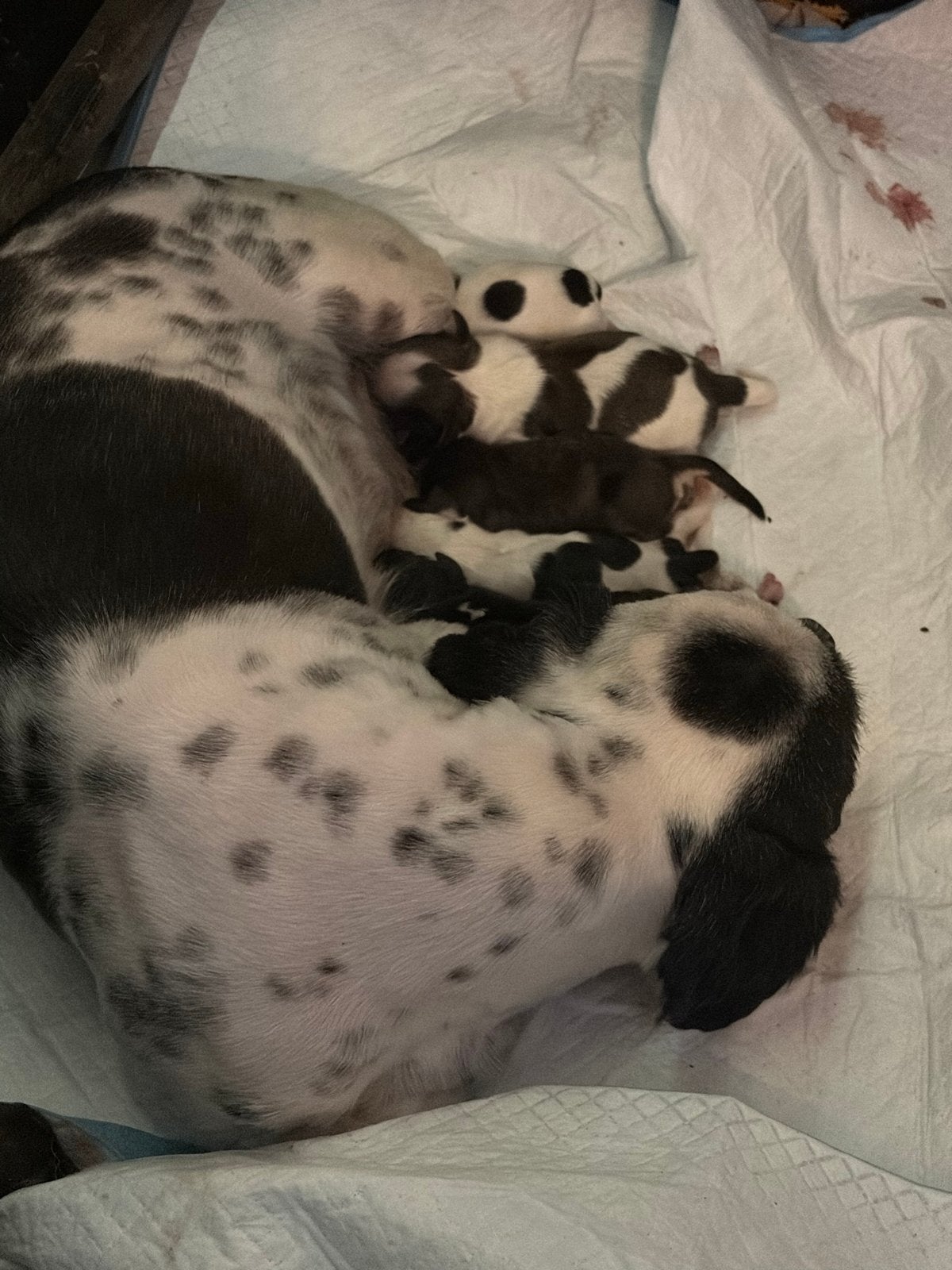 Boomer, Dieren en Toebehoren, Meerdere, Meerdere dieren, Klein, Nederland