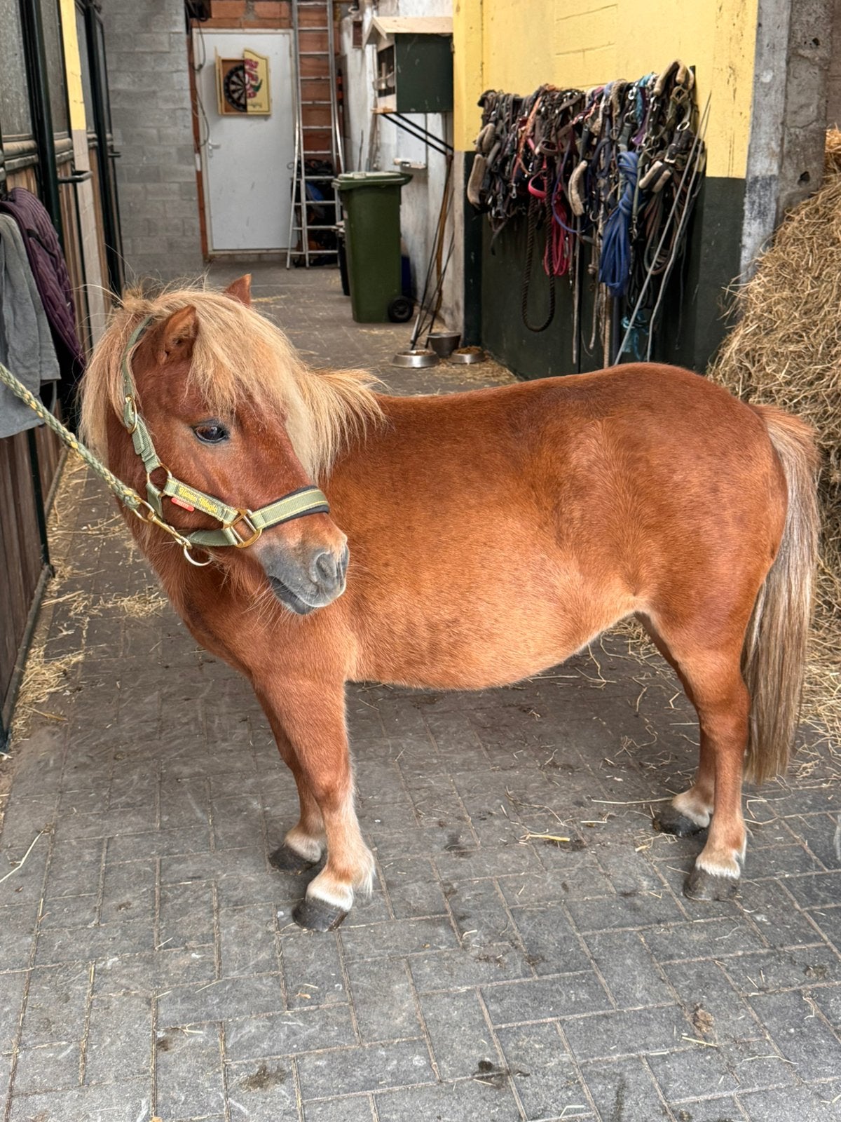 ❤️Prachtige shetlanders❤️allerlei …., Dieren en Toebehoren, Met stamboom, Niet van toepassing, A pony (tot 1.17m), 3 tot 6 jaar