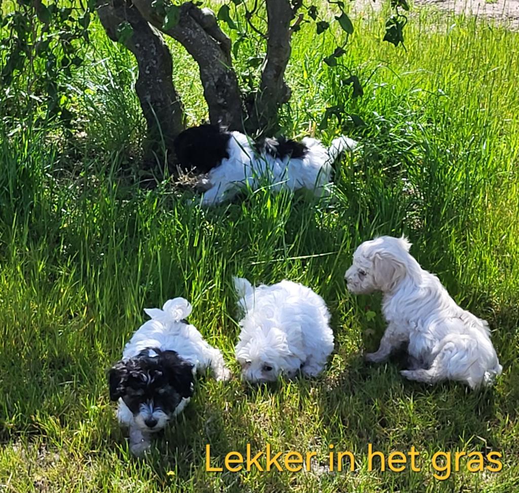 Prachtige Maltipoo (Boomer) pups, Ophalen of Verzenden