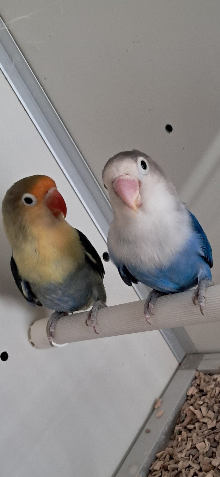 Koppel Fischeri, Dieren en Toebehoren, Meerdere dieren, Dwergpapegaai of Agapornis