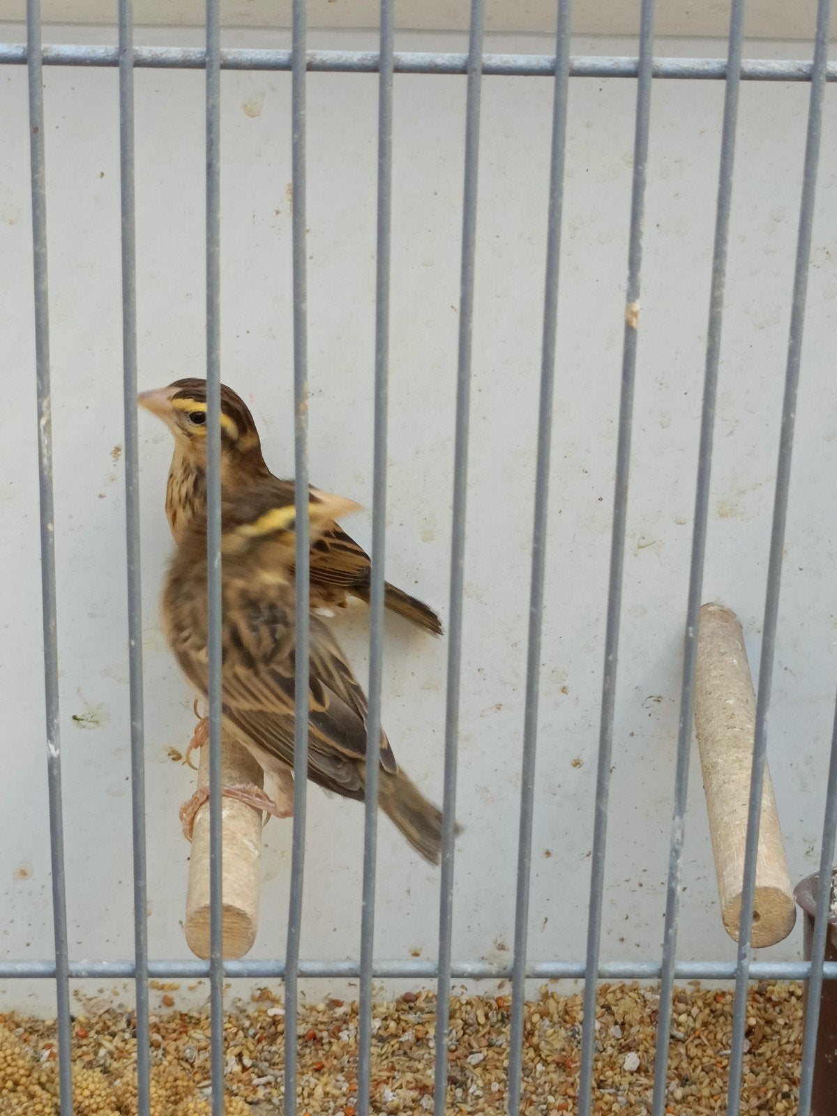 Napoleonwevers, Dieren en Toebehoren, Vogels | Overige Vogels, Mannelijk, Geringd