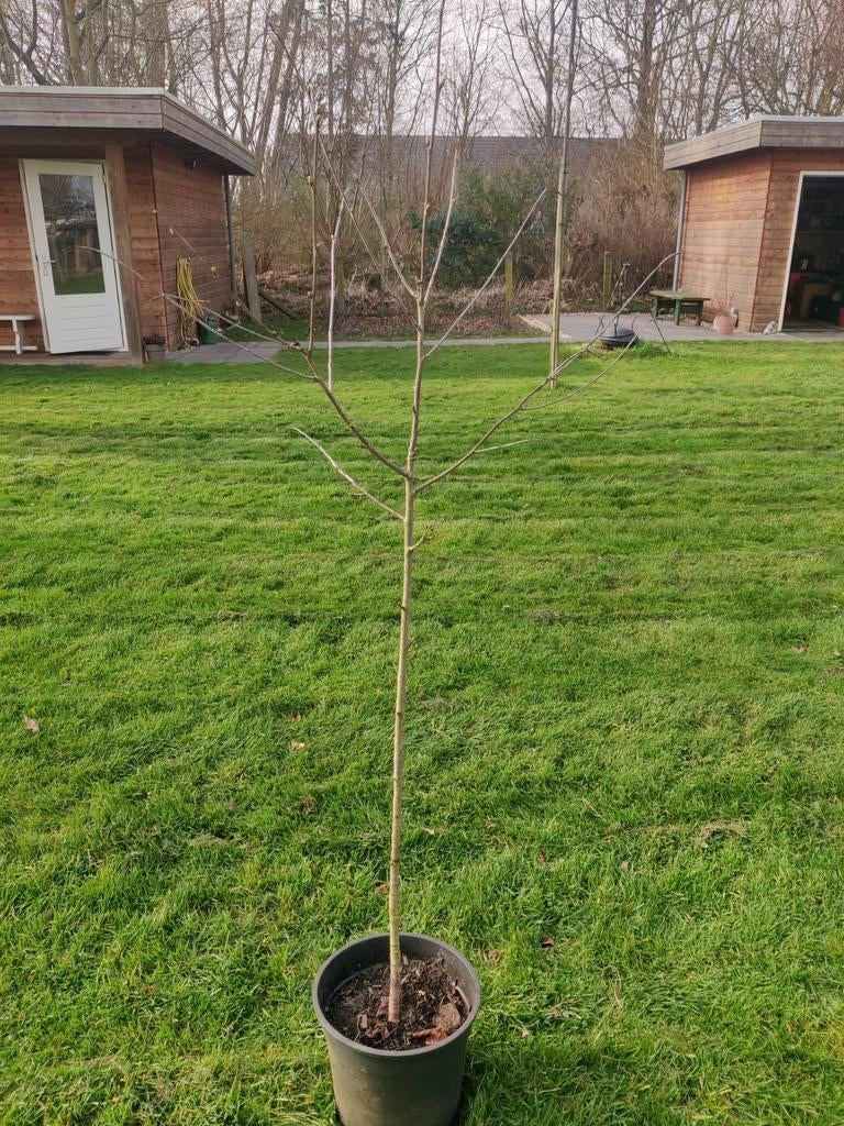 Prunus avium in pot, Ophalen of Verzenden, Minder dan 100 cm, In pot, Zomer