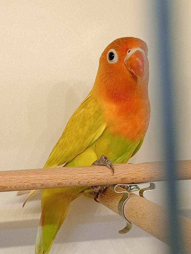 Agapornis Fiescherie, Dieren en Toebehoren, Vogels | Parkieten en Papegaaien, Geslacht onbekend, Dwergpapegaai of Agapornis, Tam